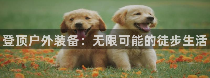 太阳gg和新宝gg