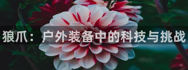 新宝GG亚洲