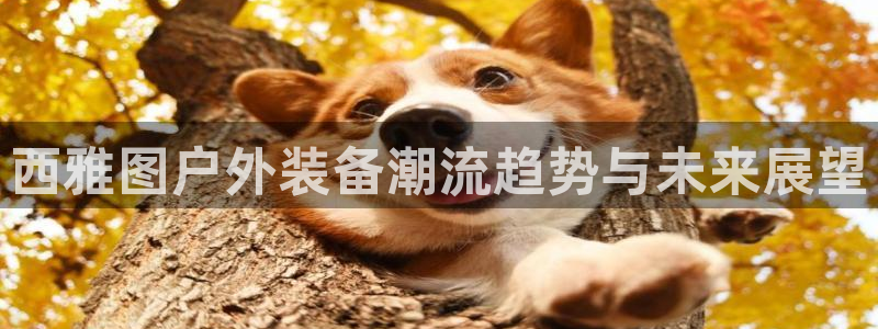 新宝gg龙腾