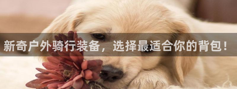 新宝gg娱乐-上鼎狐网